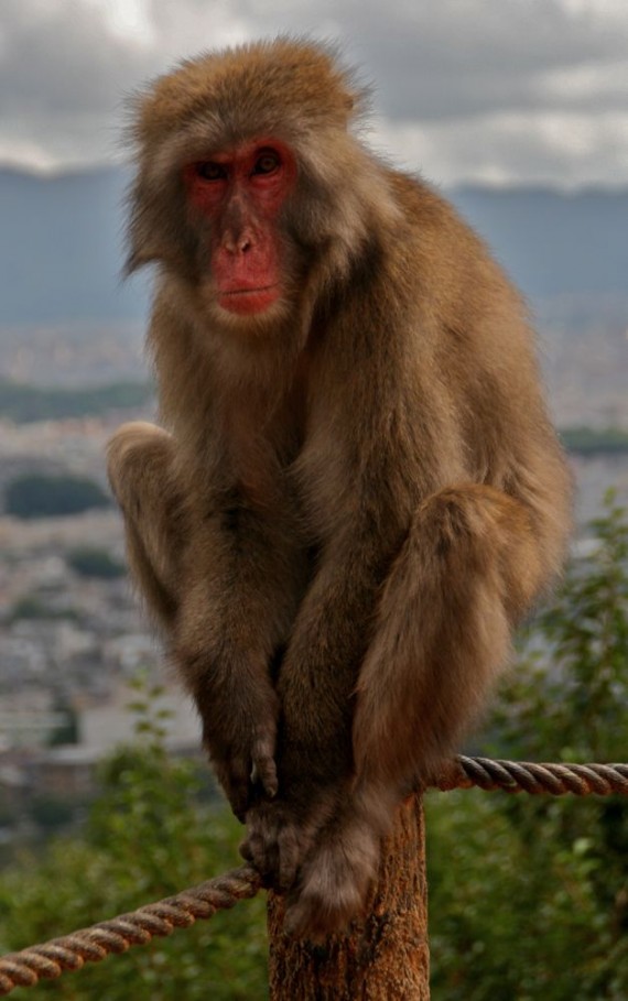 Monkey Park, Kyoto