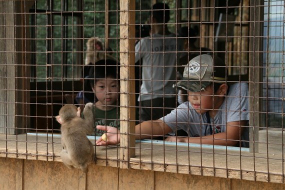 Monkey Park Kyoto