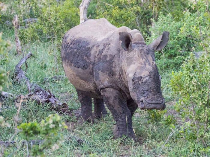 Umlani Bushcamp: An Affordable Eco Safari Lodge in Kruger, South Africa