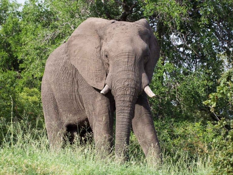 A Day in the Life at a Safari Lodge in South Africa