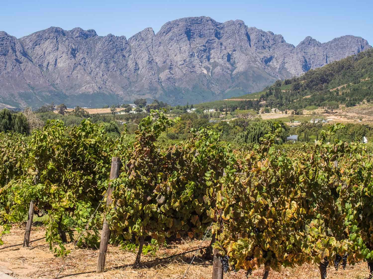 Franschhoek Wine Tram: The Easiest Way to Explore South Africa’s Cape ...