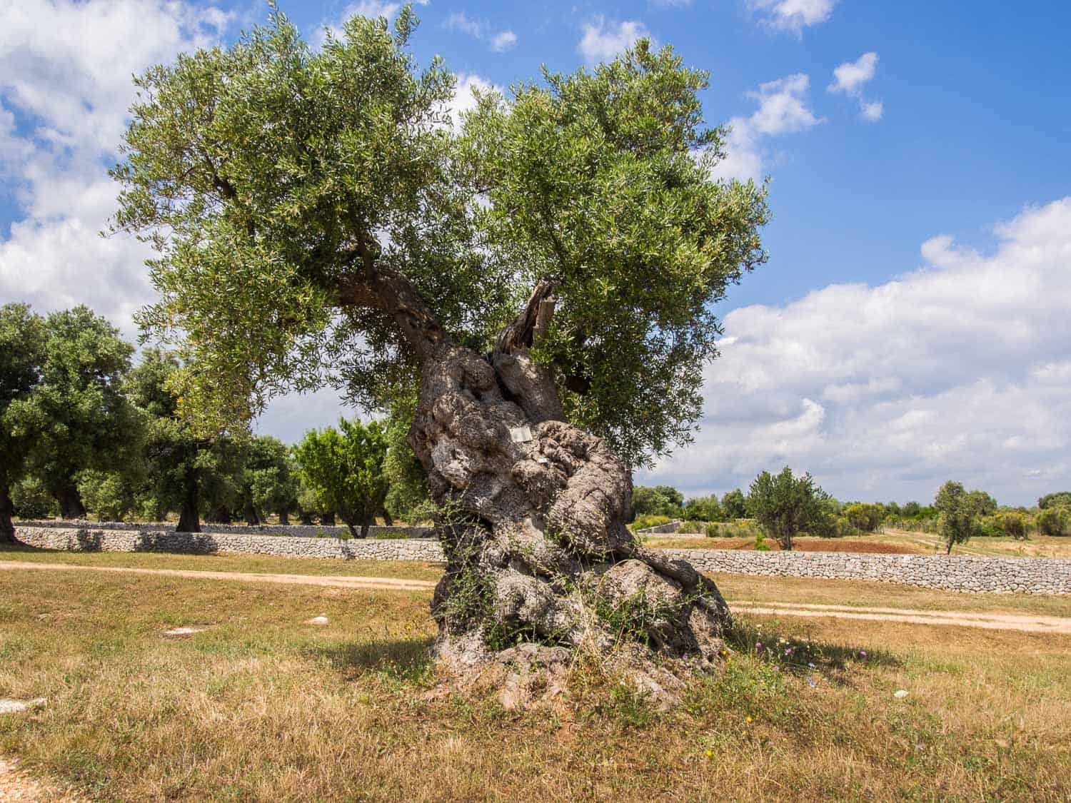 masseria-il-frantoio-review-staying-on-an-enchanting-olive-farm-in-puglia