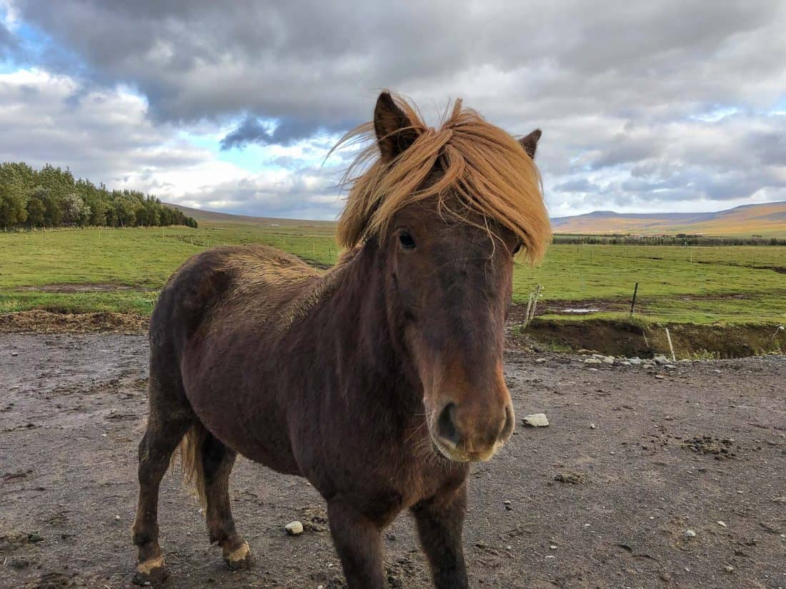 Icelandic horse at Sturlureykir Horse Farm in West Iceland