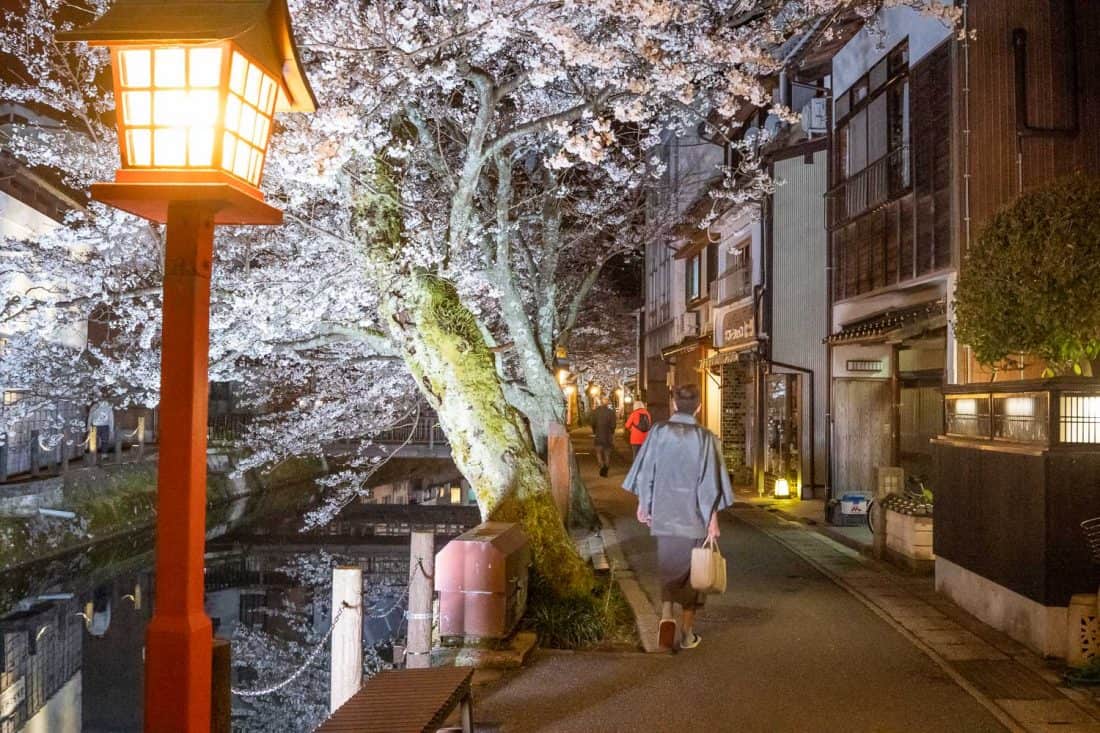 Visitor to Kinosaki Onsen in kimono at night by the cherry blossom lined canal
