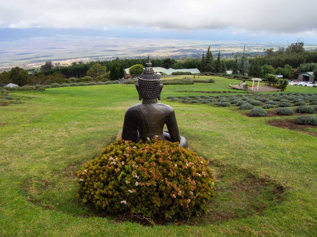 Buddha statue overlooking lavender fields at Alii Lavender Farm in Maui Upcountry, Hawaii, USA