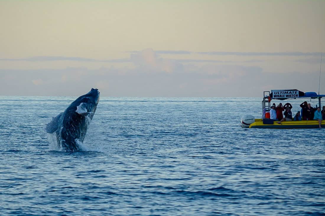 Whale breaching on a whale watching trip with Makai Adventures from Lahaina, Maui, Hawaii, USA