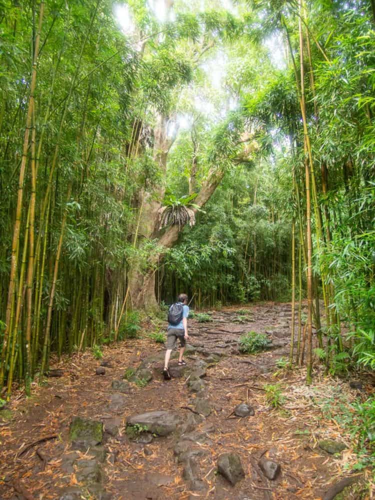 Simon hiking through a bamboo grove on the Pipiwai Trail near Hana, Maui, Hawaii, USA
