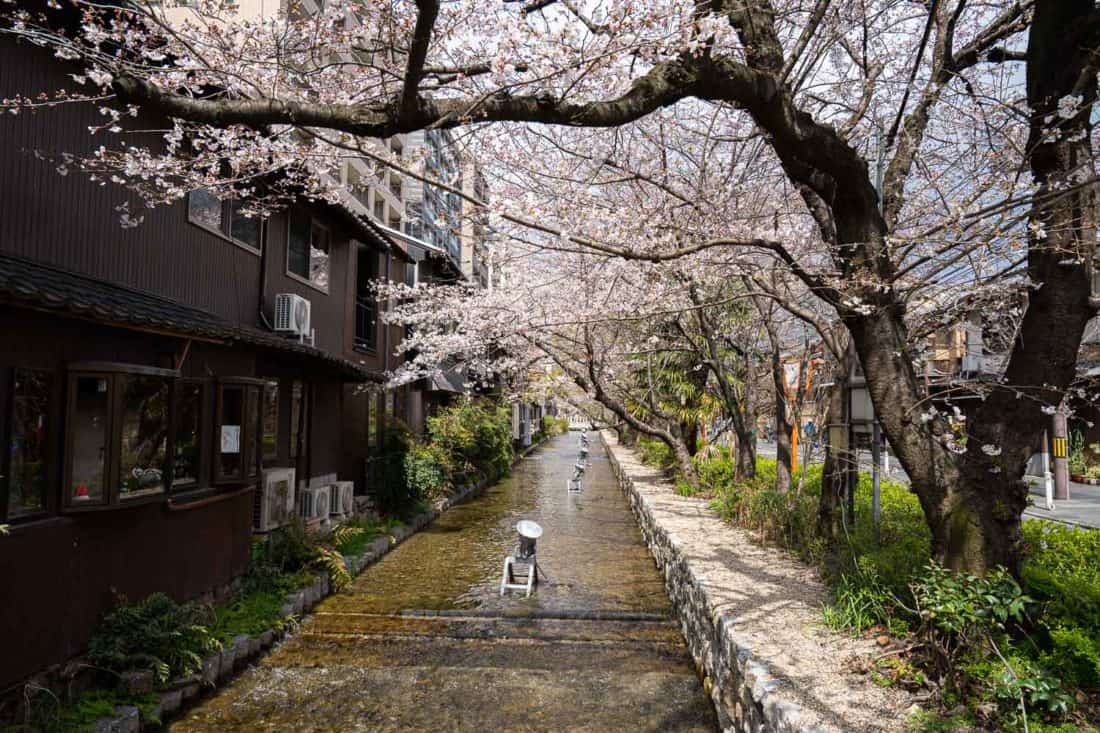 Cherry blossoms along Takase River in Kyoto