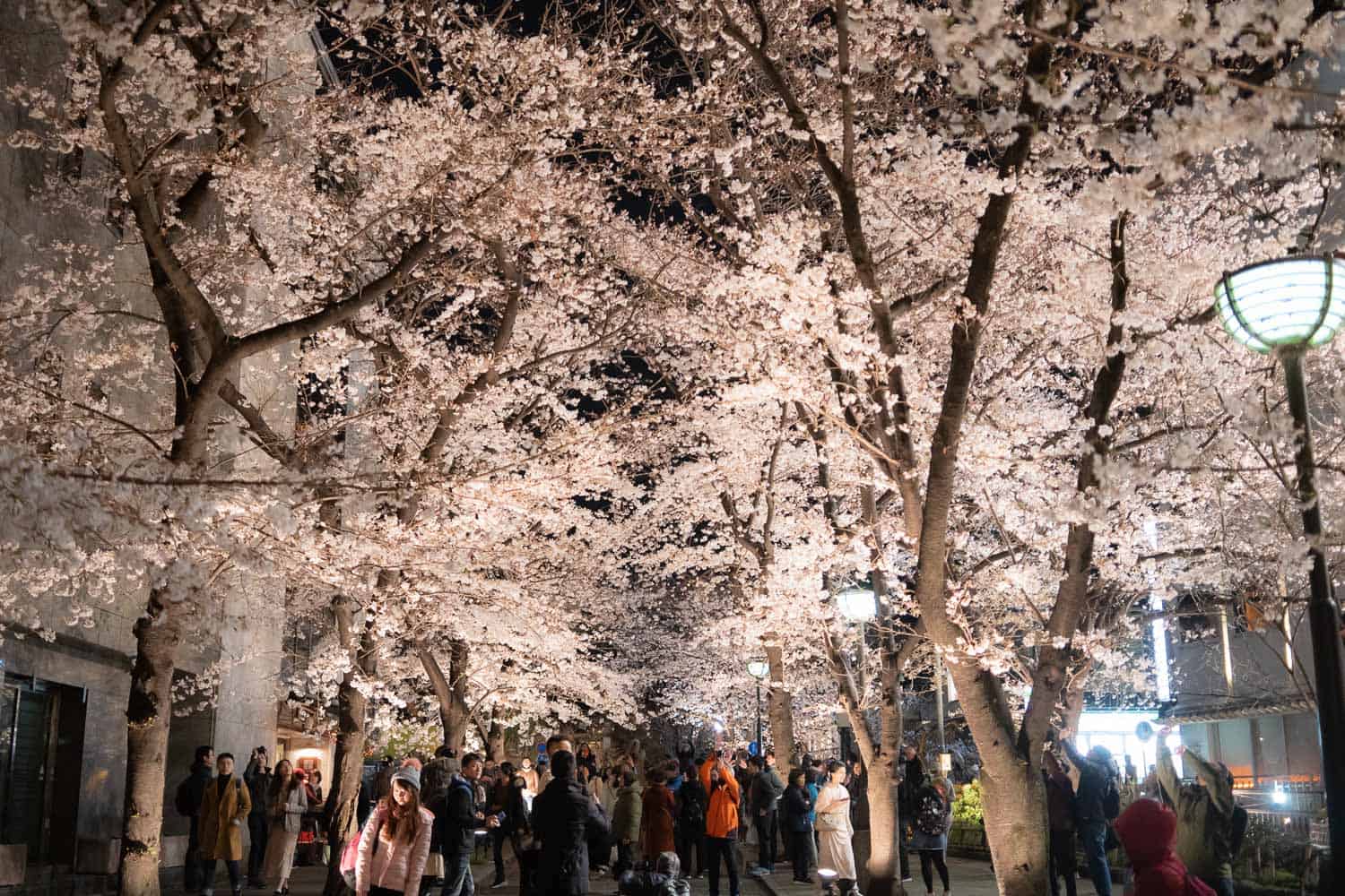 14 Stunning Places to See Kyoto Cherry Blossoms