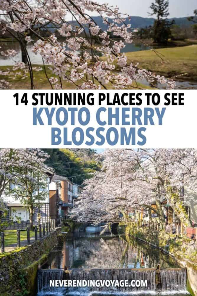 Kyoto Cherry Blossom Guide Pinterest pin