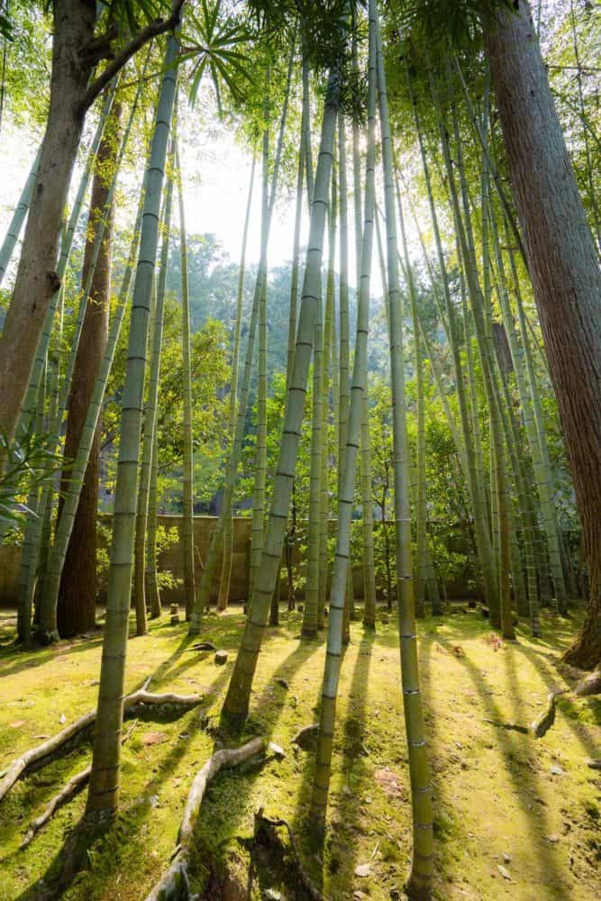 Bamboo at Tenjuan in Nanzenji, Kyoto