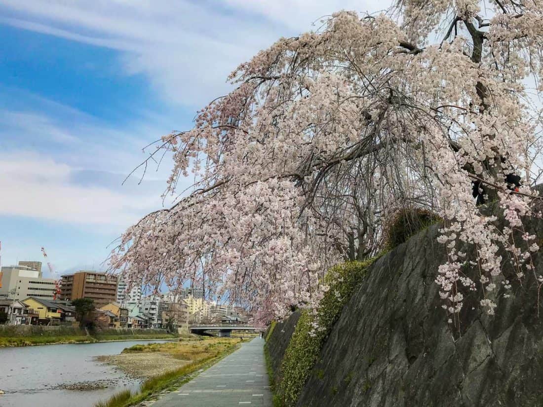 Cherry blossoms along the Kamo River in Kyoto