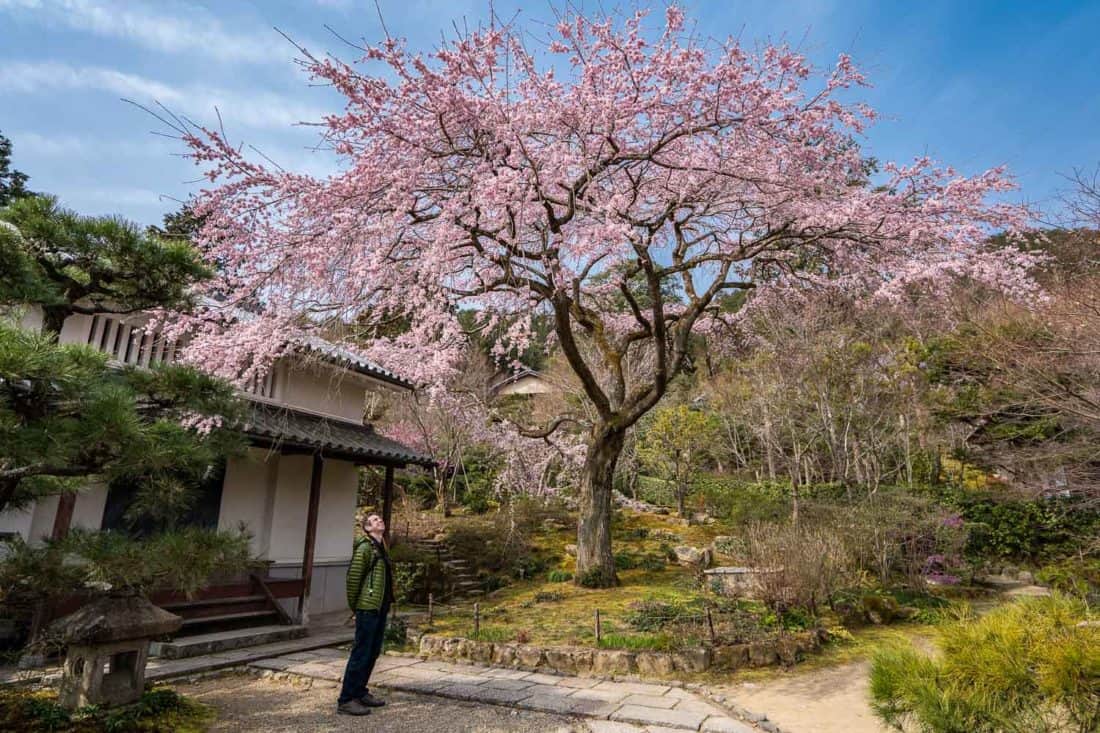 Cherry tree at Jojakko-ji in Arashiyama