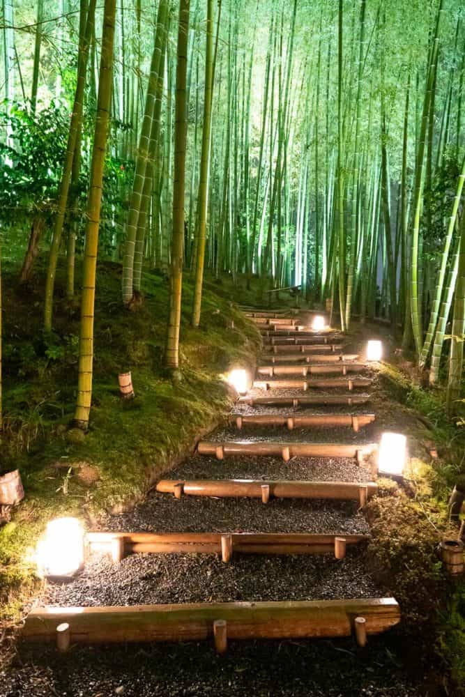 The bamboo grove at Kodaiji, Kyoto 
