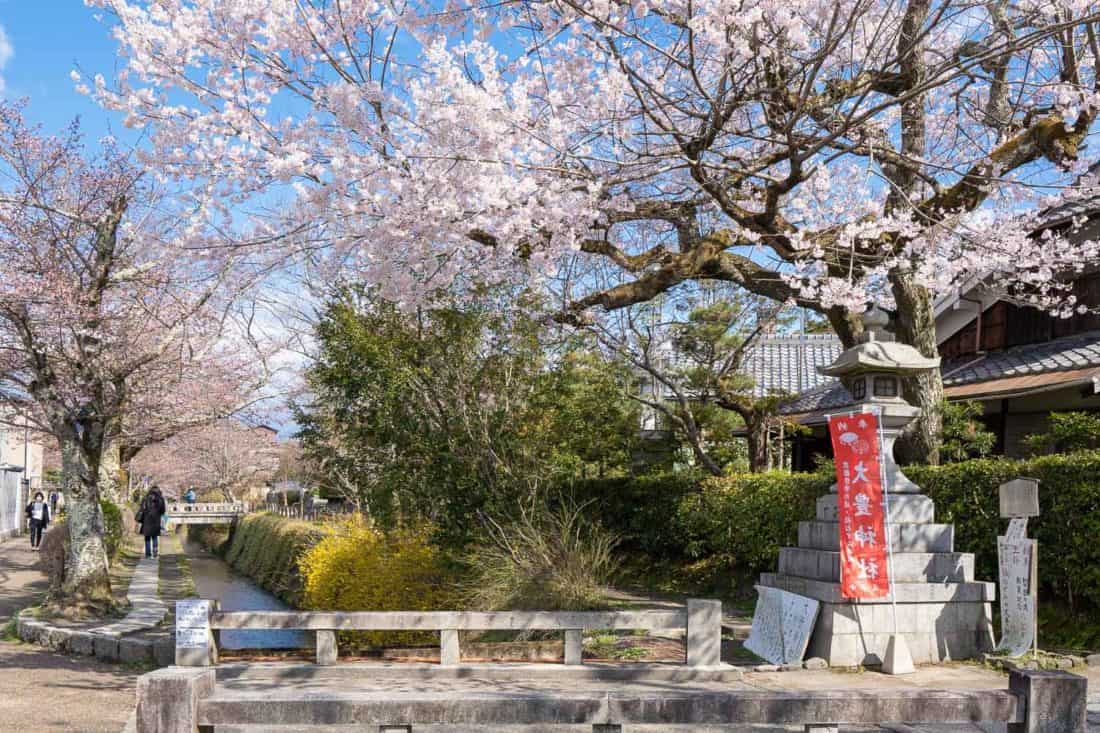 Cherry blossoms along the Philosopher's Path, one of the most popular places in Kyoto
