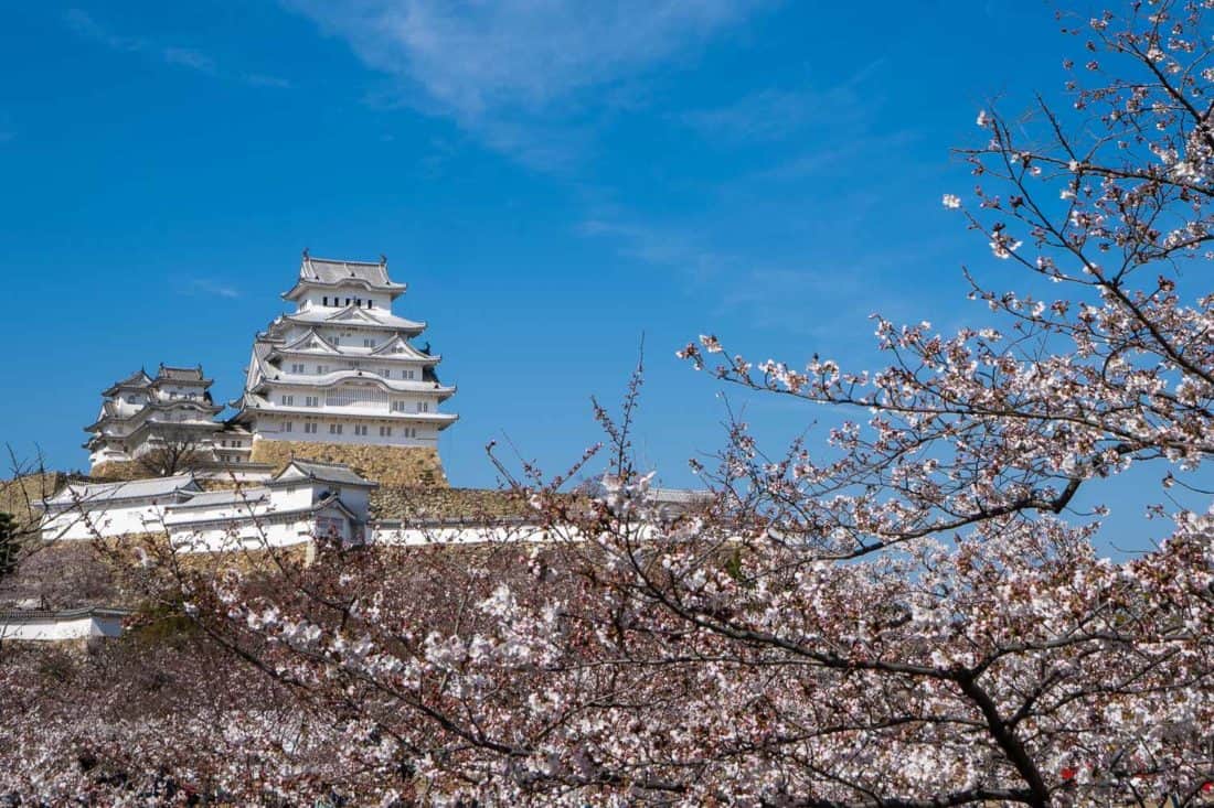 Hineji Castle in cherry blossom season