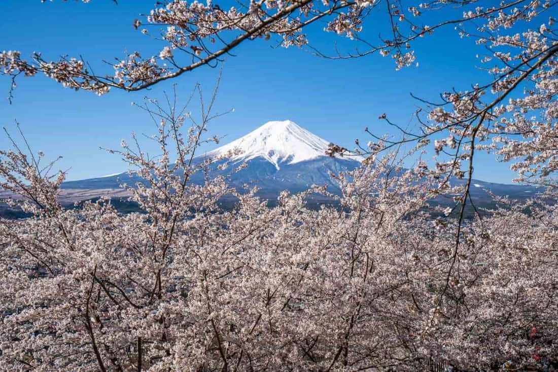Mount Fuji and cherry blossoms at the Arakurayama Sengen Park in the Fuji Five Lakes area