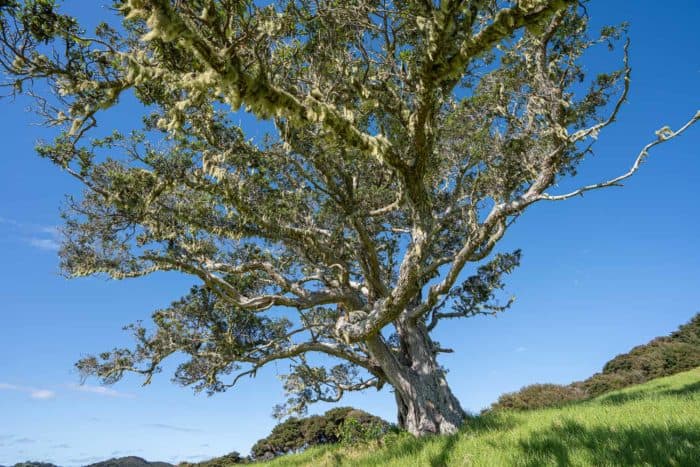 How to Visit Urupukapuka Island in Bay of Islands