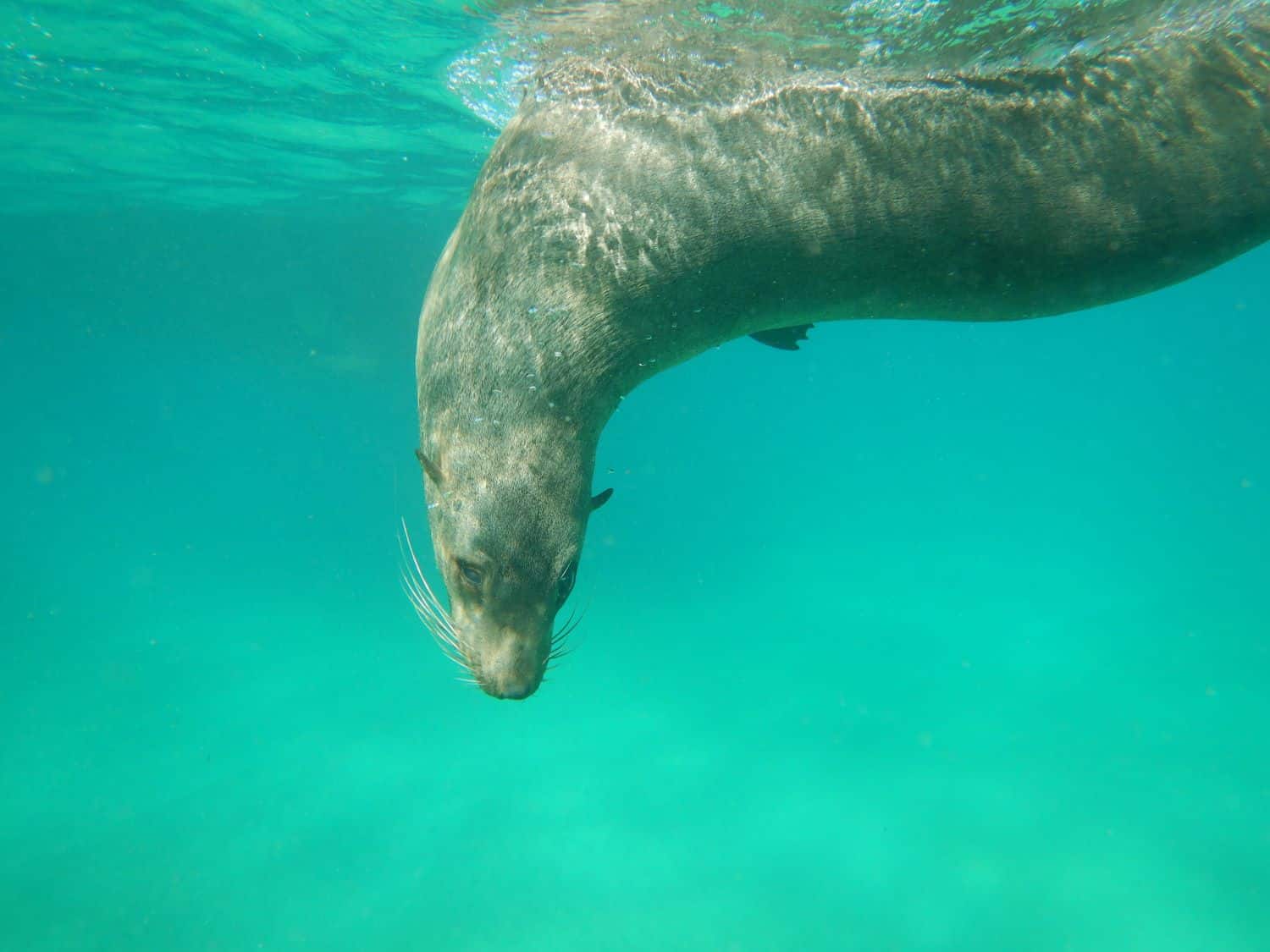 Swimming with seals in Queenscliff on a Melbourne day trip, Victoria, Australia