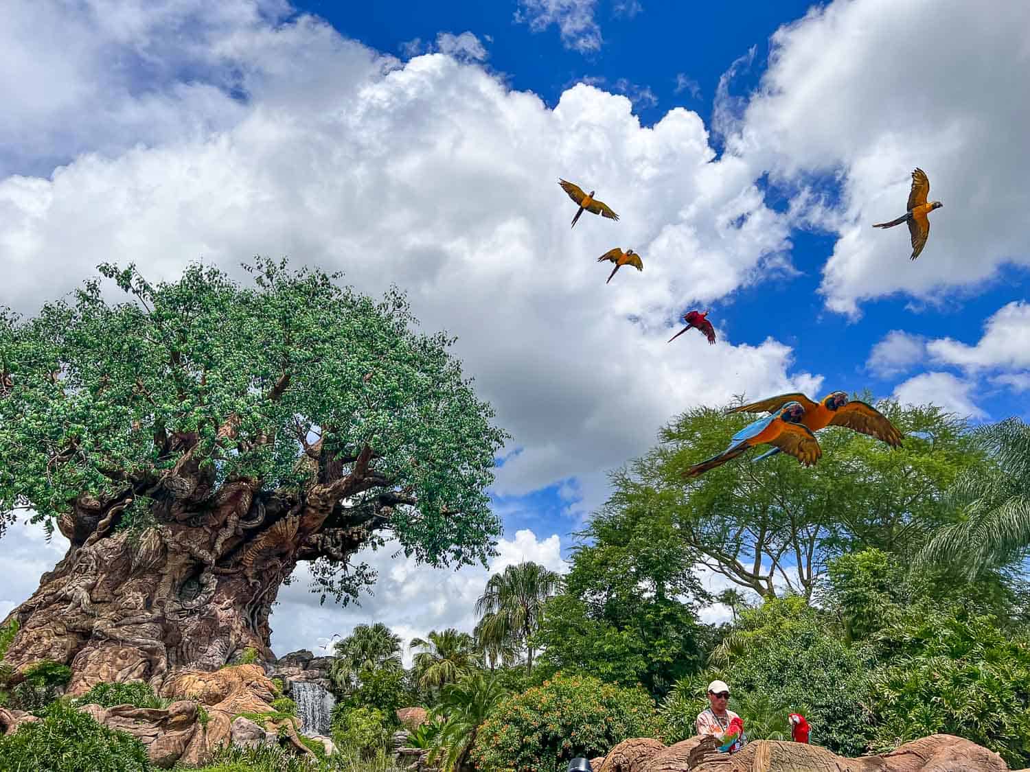 22 Best Things to Do at Animal Kingdom Must Do Rides and Attractions