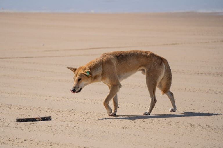 11 Incredible Things to Do in K’gari (Fraser Island), Queensland