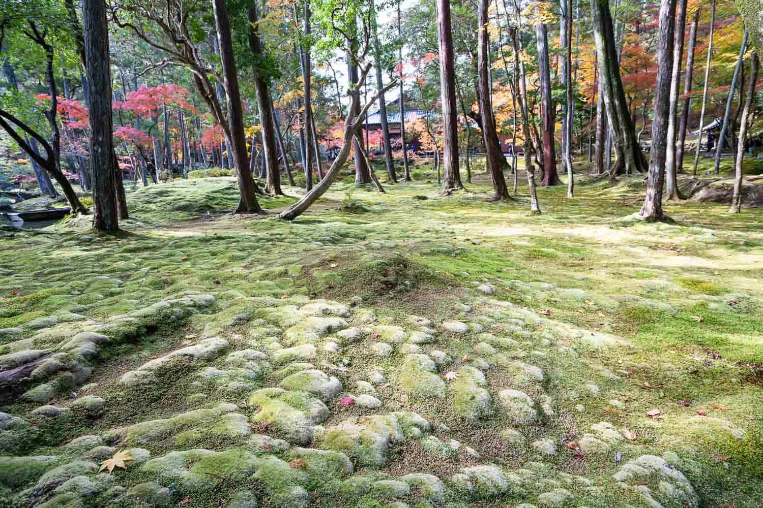 Different types of moss at Saihoji Moss Temple. Kyoto, Japan