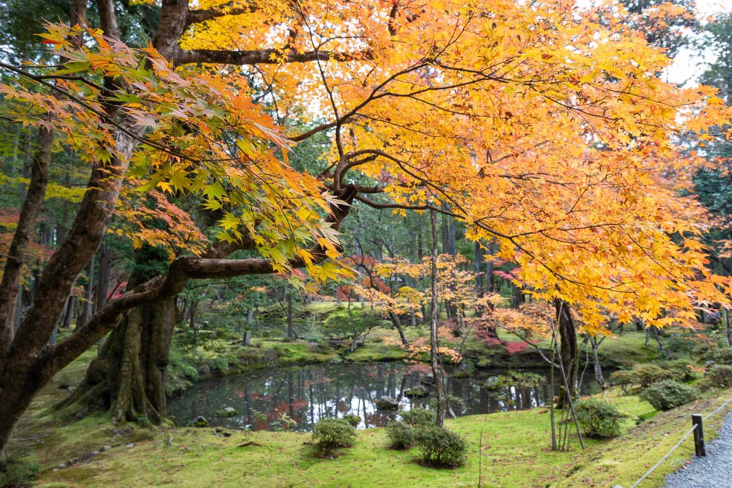 The golden pond at Saihoji Moss Temple. Kyoto, Japan