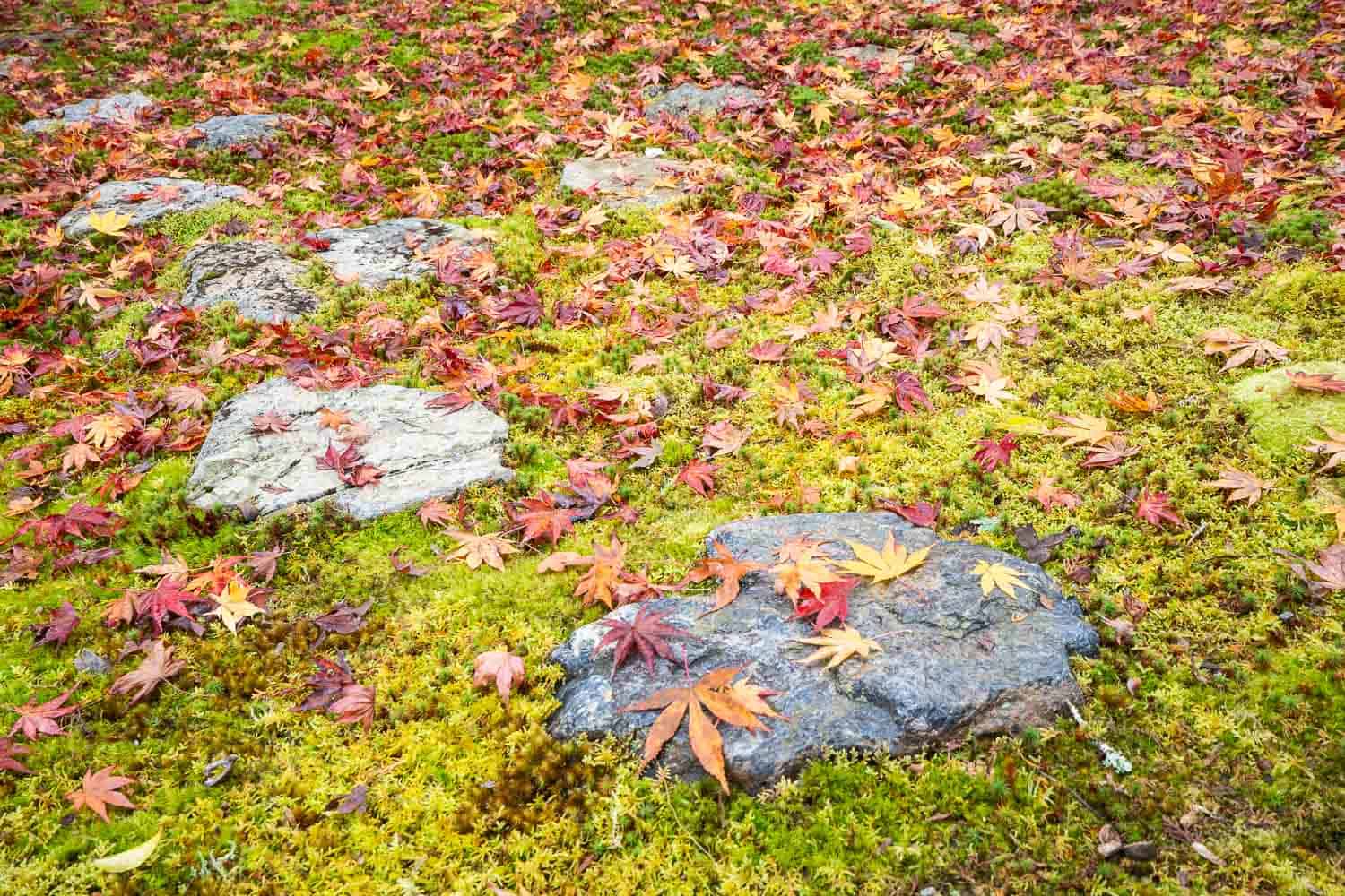 Red and yellow maple leaves against green moss at Saihoji Moss Temple, Kyoto, Japan