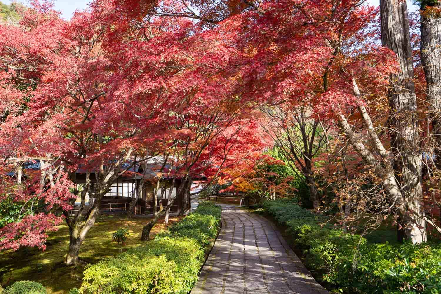 Paved path with red maple trees at Moss Temple, Kyoto, Japan
