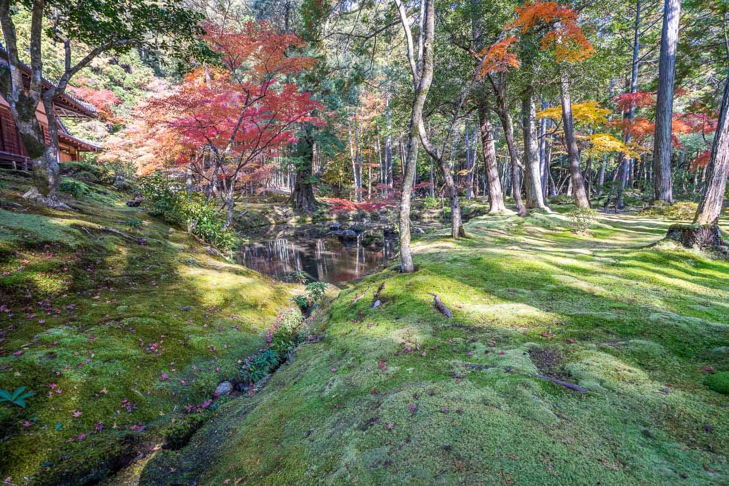 Red maples contrasted against the green moss at Moss Temple, Kyoto, Japan