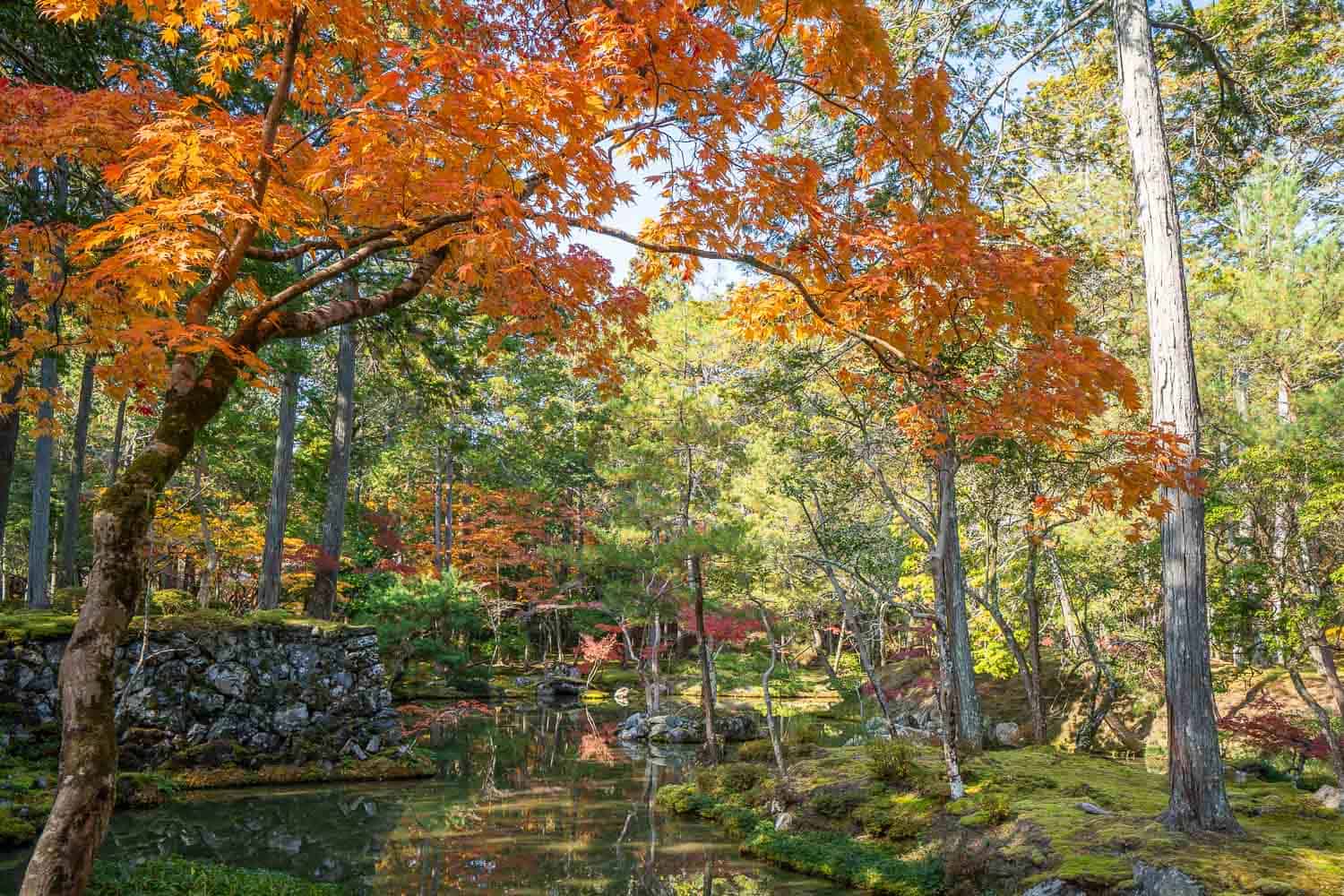 Red maple trees in Saihoji Moss Temple, Kyoto, Japan