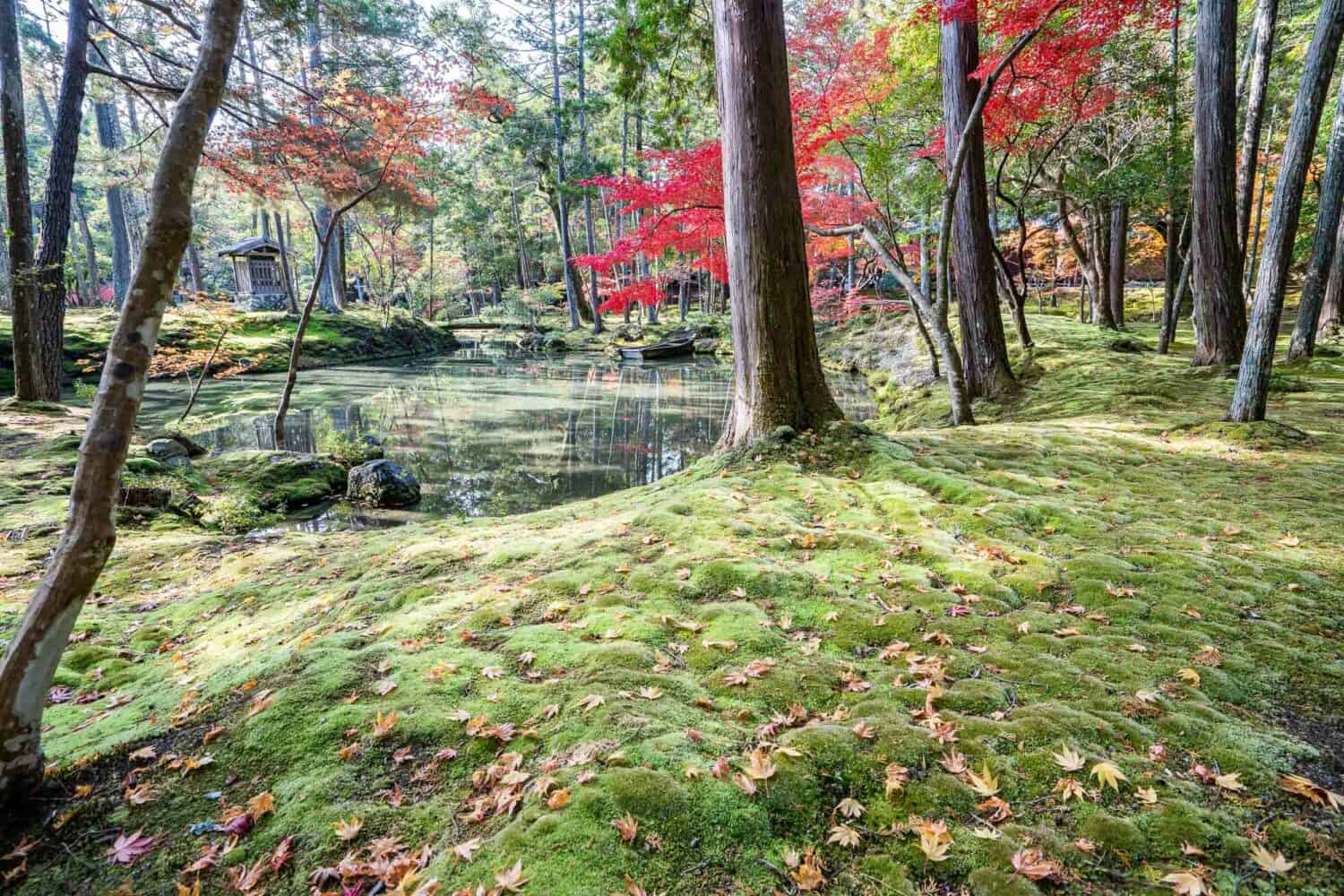 Mossy garden, pond and red maple trees at Saihoji aka Kokedera or Kyoto Moss Temple.