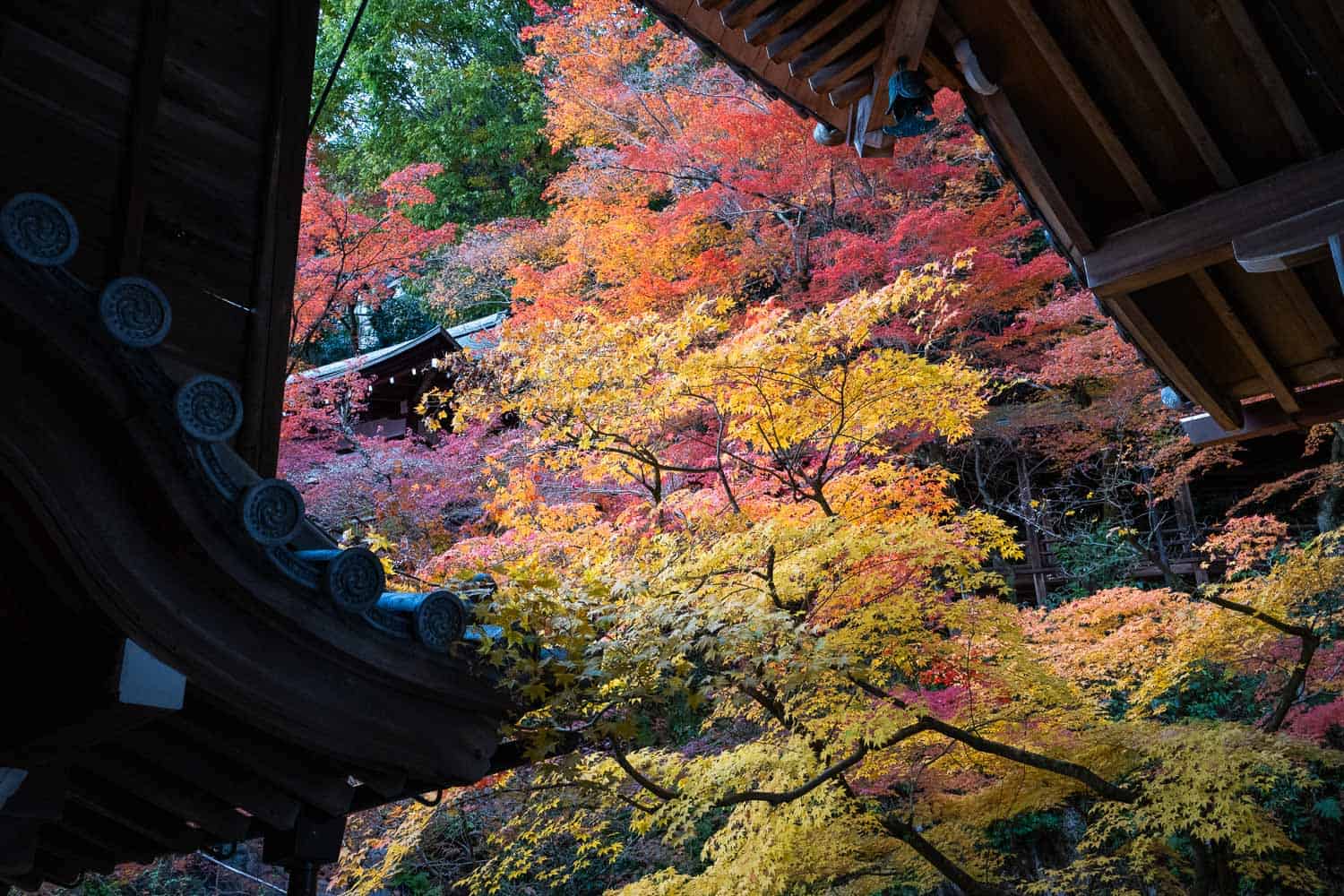 Maple trees in autumn at Eikando, Kyoto, Japan