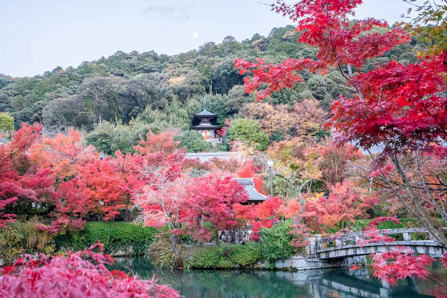 View of the pond, bridge and maple trees at Eikando in autumn, Kyoto, Japan 