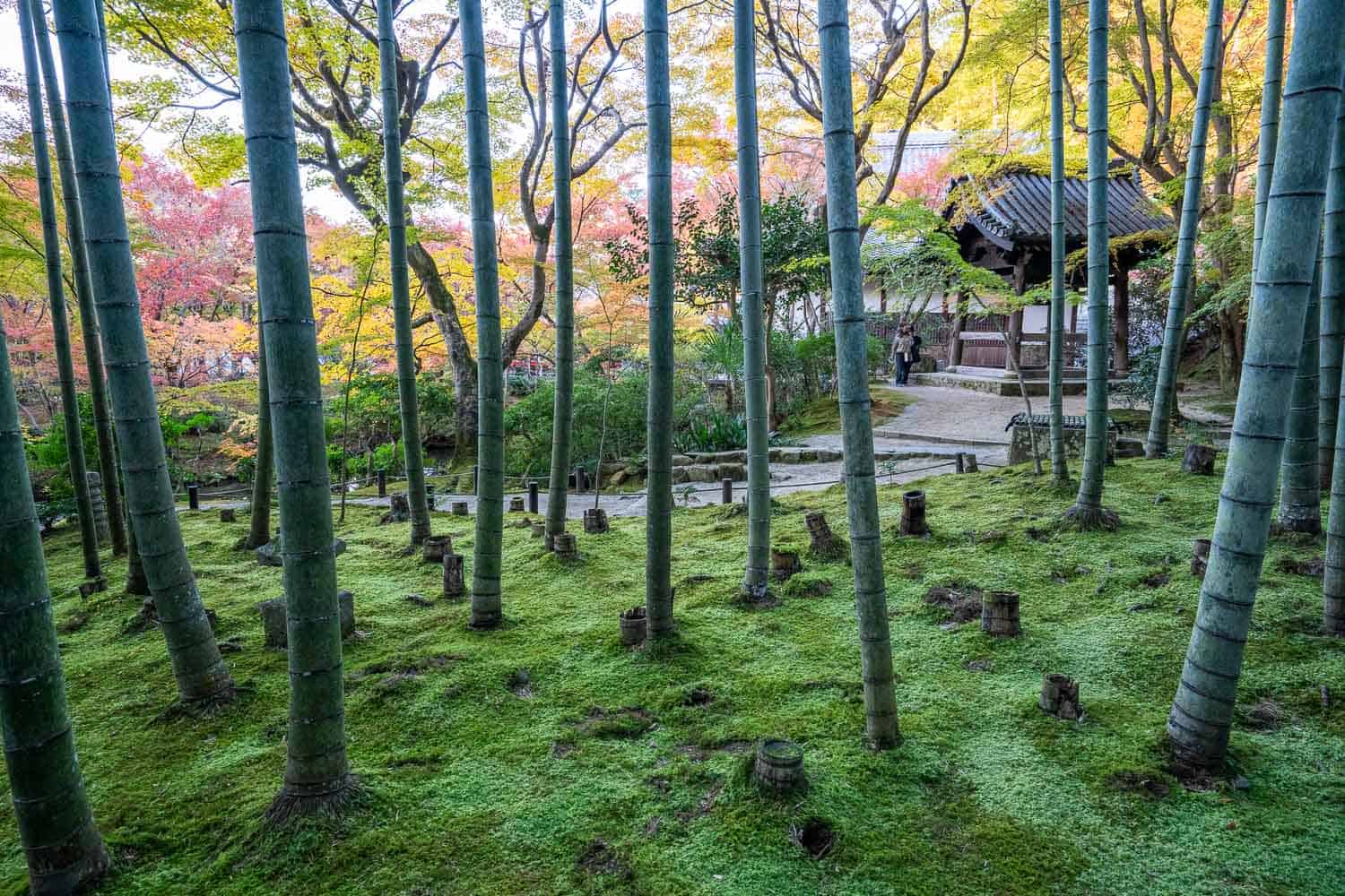 Mossy garden in Enkoji in autumn, Kyoto, Japan