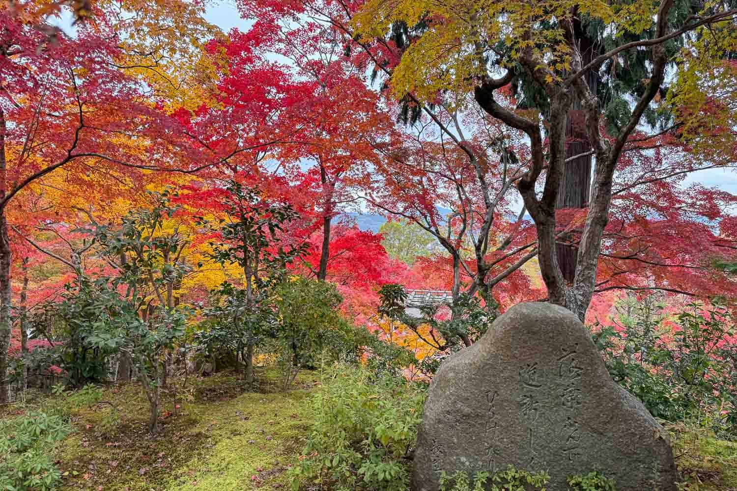 Vibrant maple trees in autumn at Jojakkoji in Kyoto, Japan