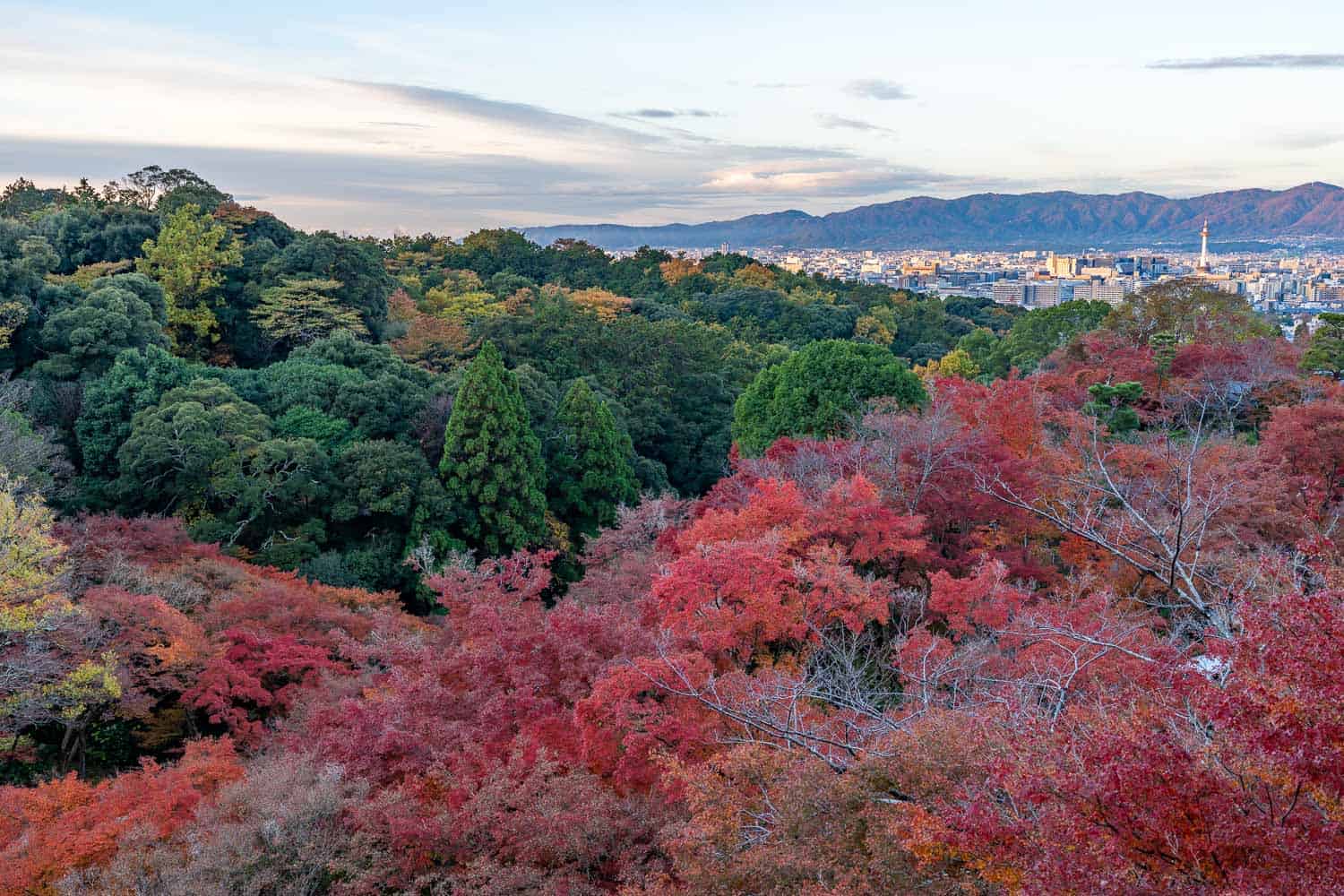 Autumn colours on the hillside from Kiyomizu-dera, Kyoto, Japan