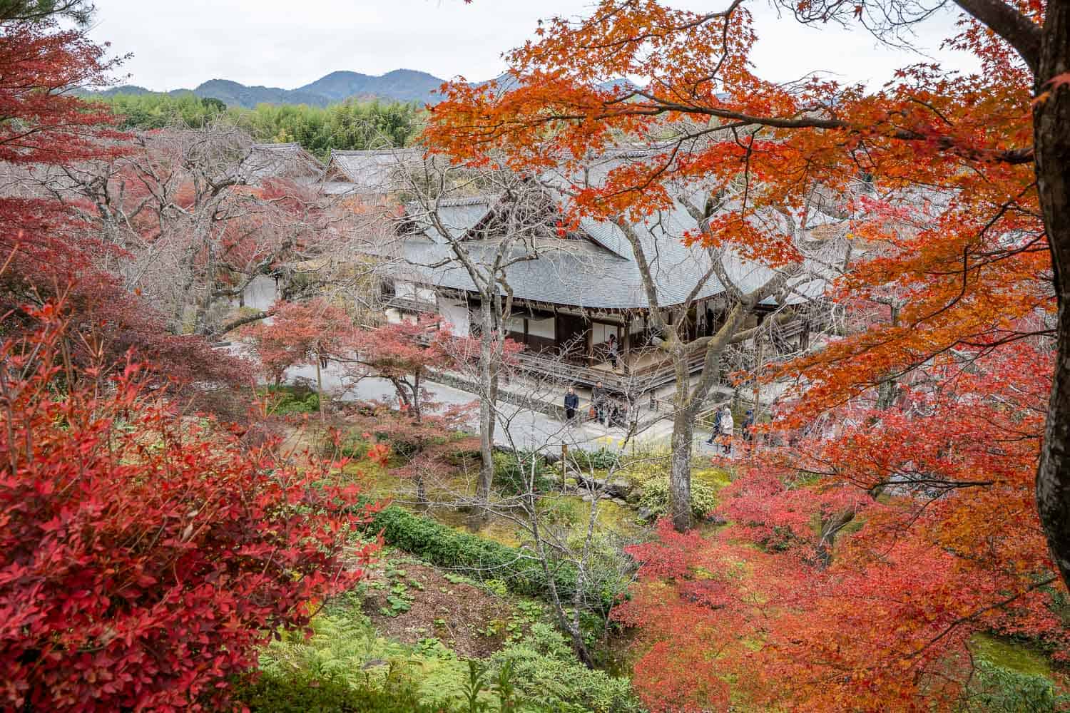 View of Tenryuji through the autumn trees in Kyoto, Japan