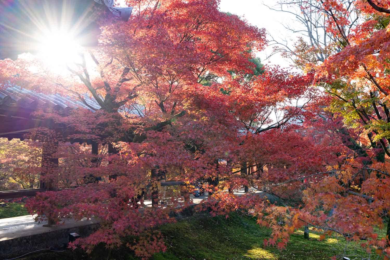 Tofukuji Temple in Autumn, Kyoto, Japan