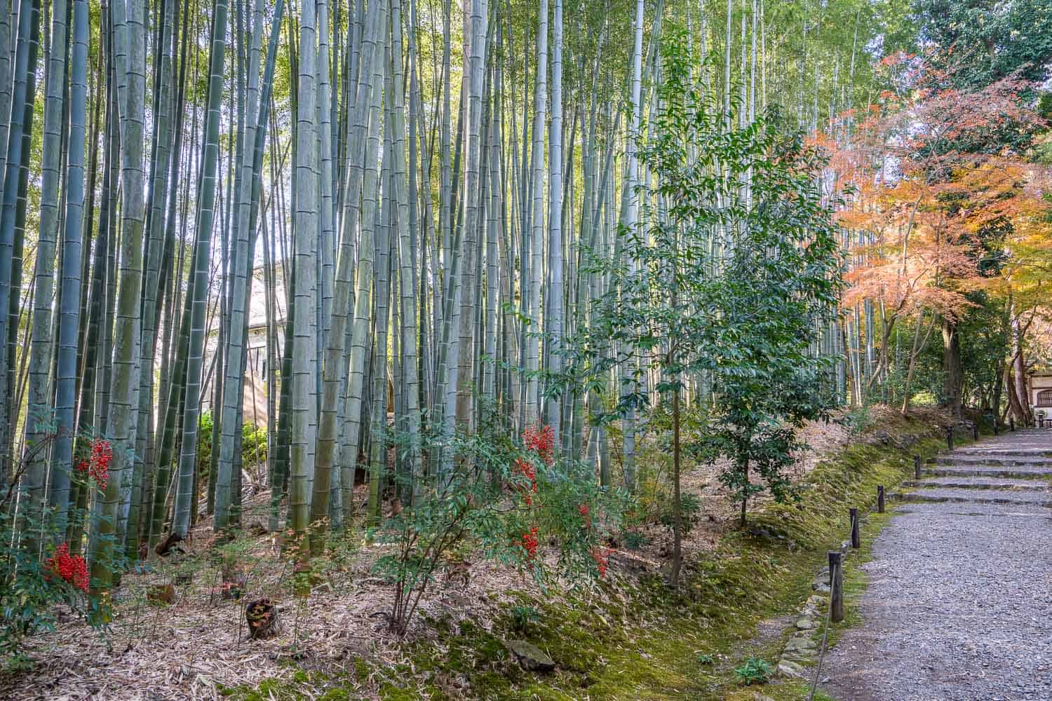 Bamboo grove at Jizoin temple in Kyoto