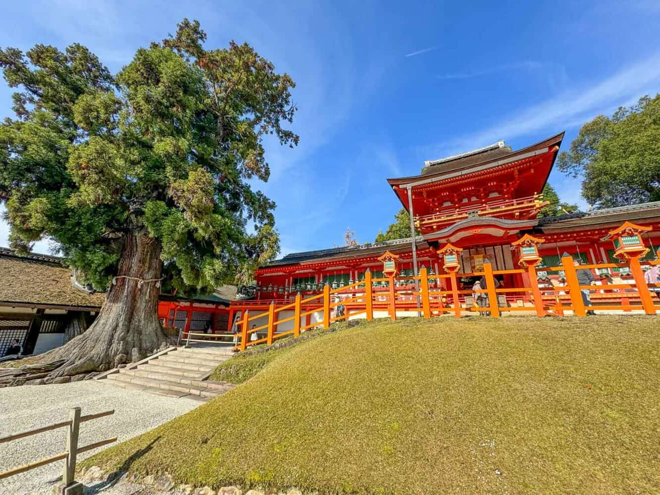 Kasuga Taisha shrine with giant tree in Nara Park, Japan