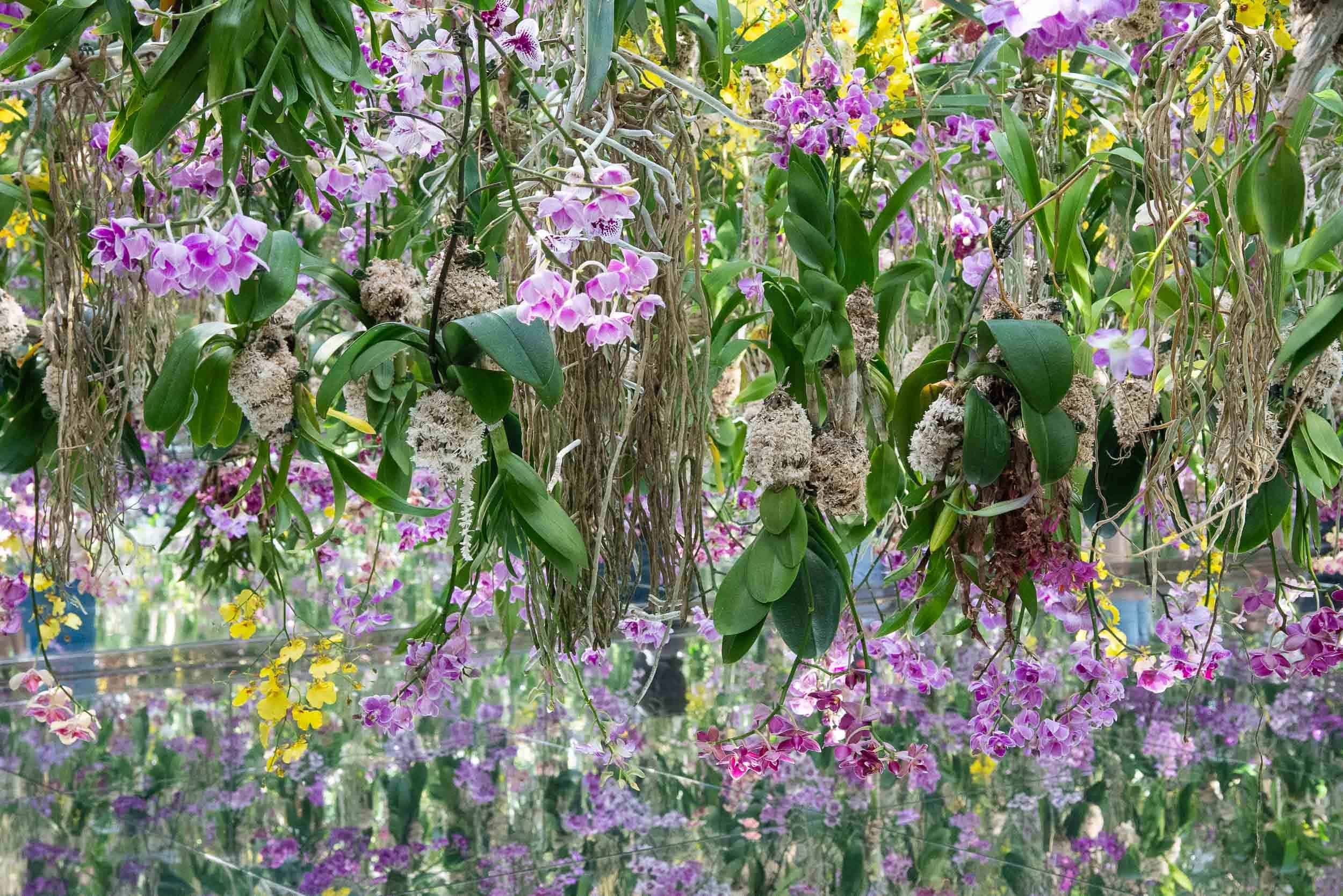 Orchids in the Floating Flower Garden at TeamLab Planets in Tokyo.