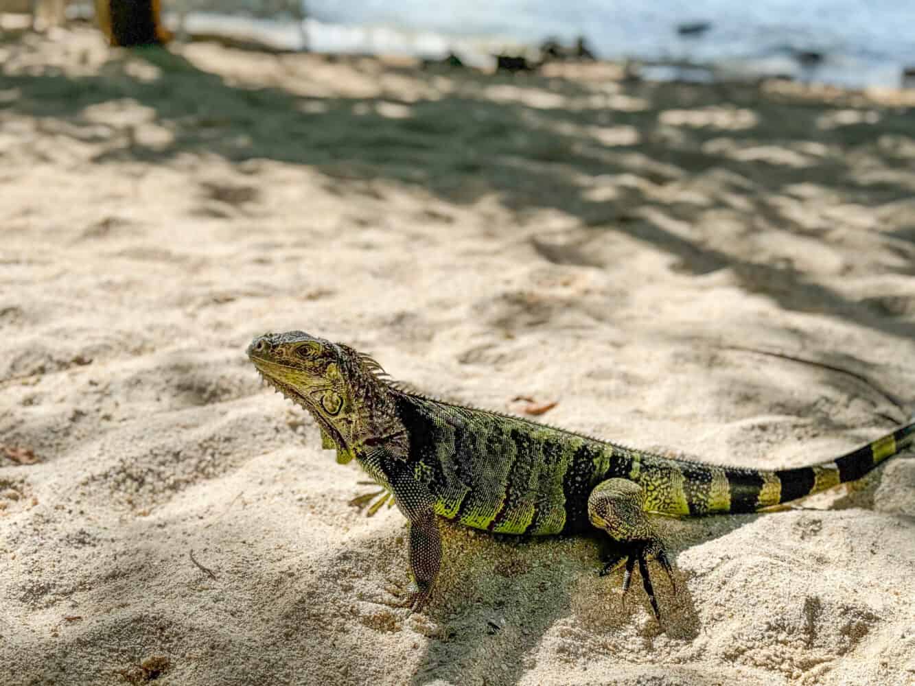 Large green iguana at Hammock Beach at Baker's Cay Resort Key Largo