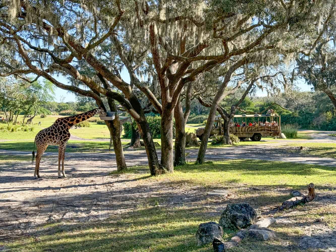 Safari, Animal Kingdom, Disney World, Orlando