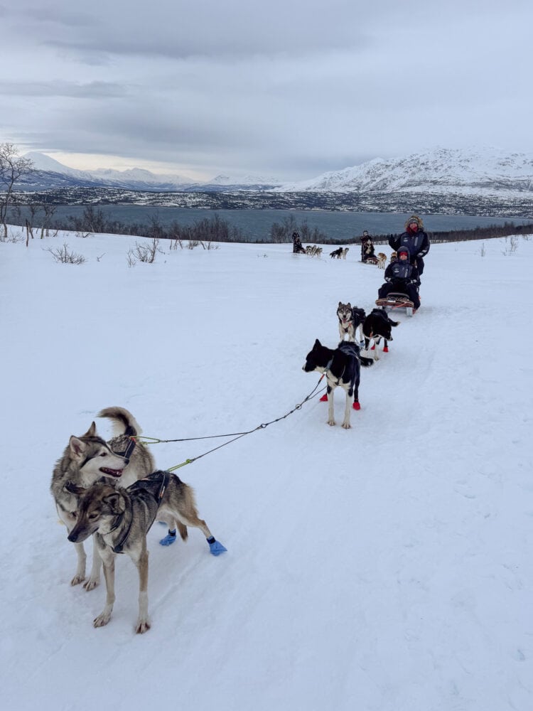 Husky dog sledding in Tromso, Norway