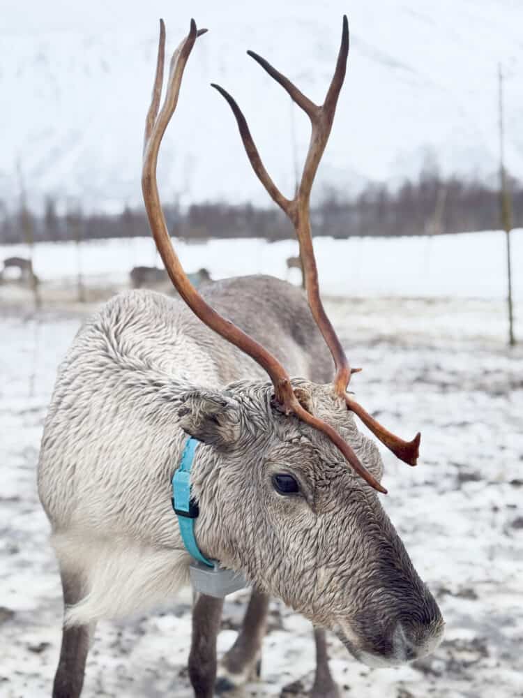 Reindeer at a Sami camp, Tromso, Norway