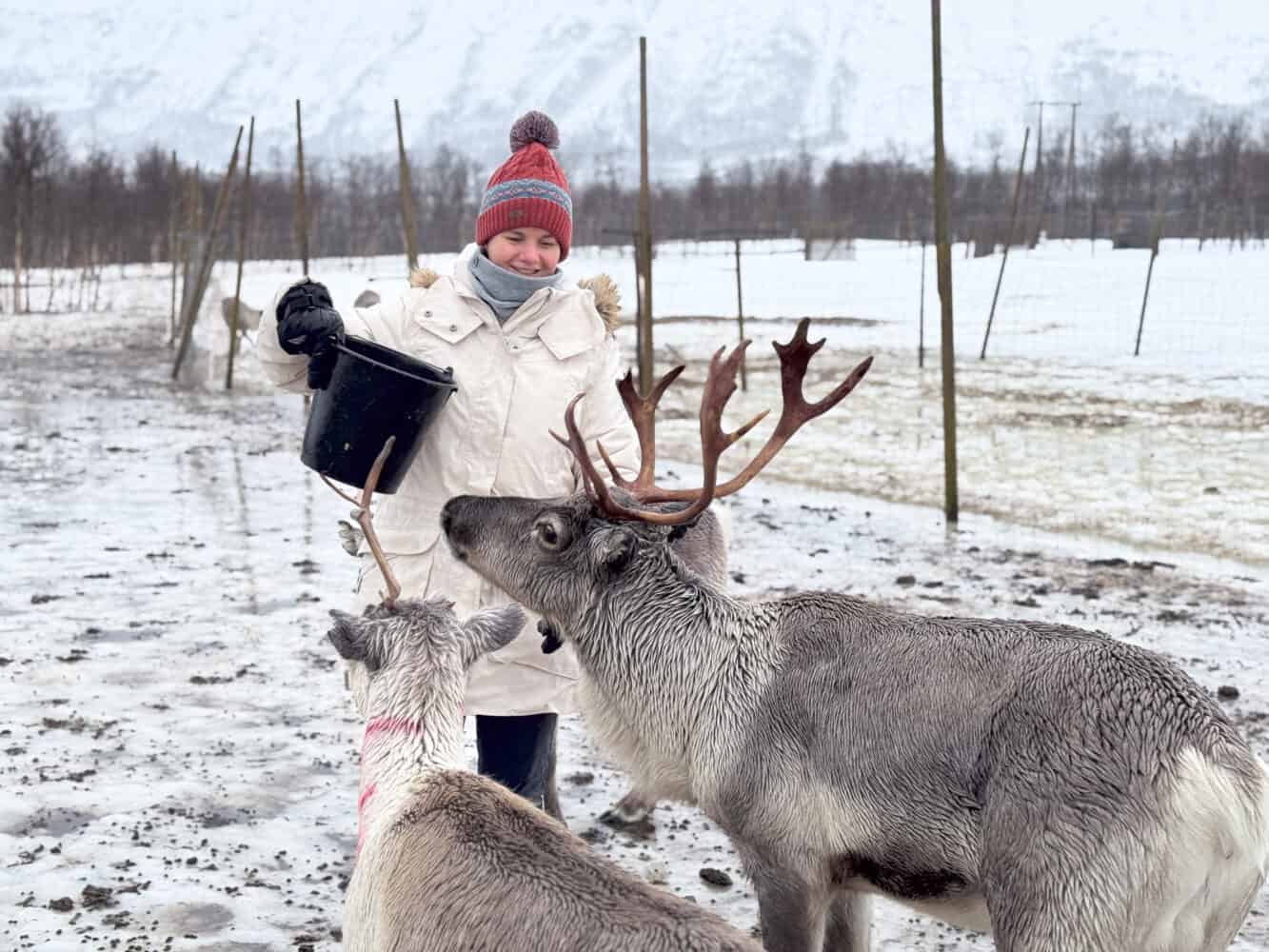 Erin feeding reindeer in Tromso, Norway