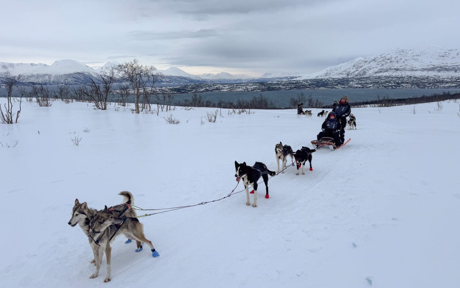 Self drive husky sledding in the snow with a fjord view near Tromso Norway.