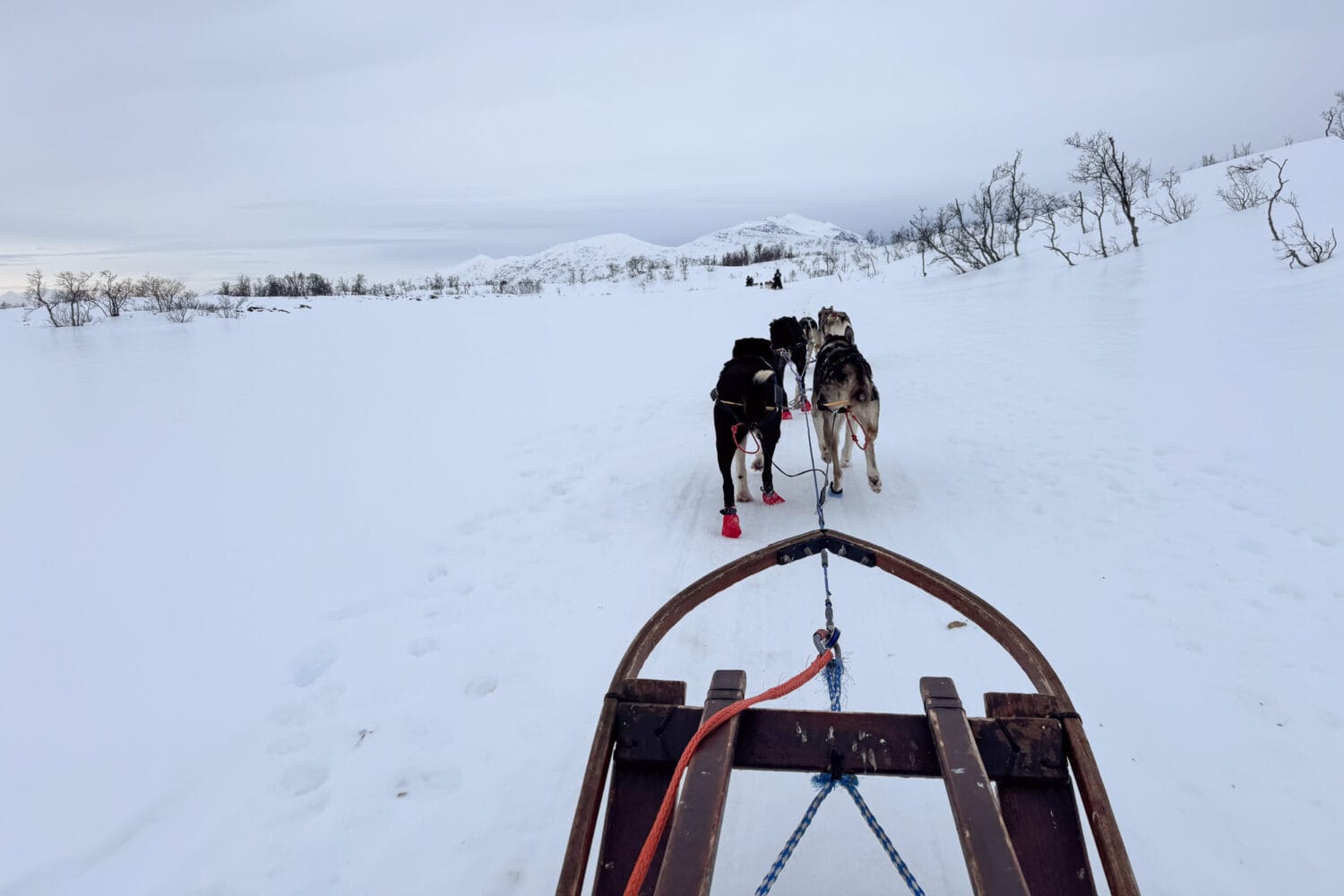 View of husky dog sledding from the sled through the snow outside Tromso, Norway