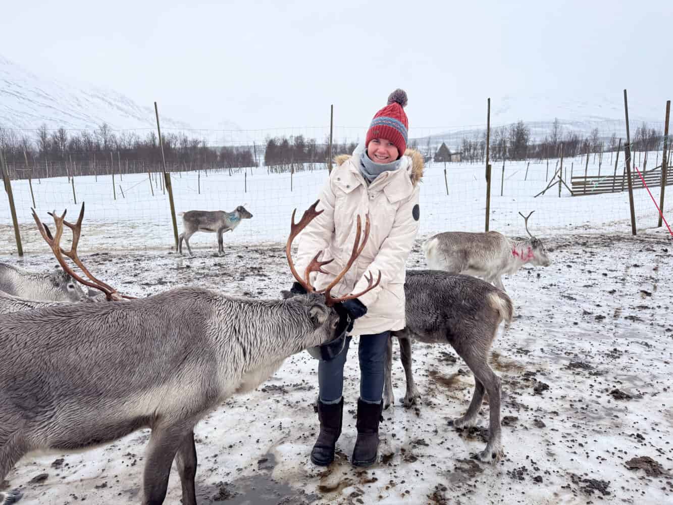 Erin feeding reindeer on Sami Culture Experience near Tromso, Norway